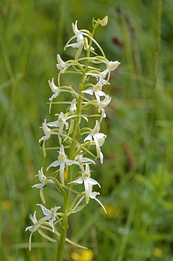 Orchidee Passo Pian delle Fugazze da confermare